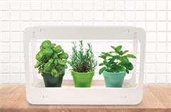 LAMPE POTAGER D